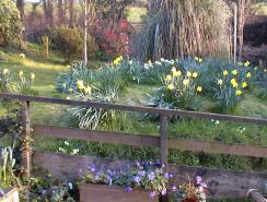 Part of the garden