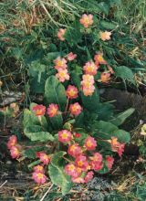 Primulas